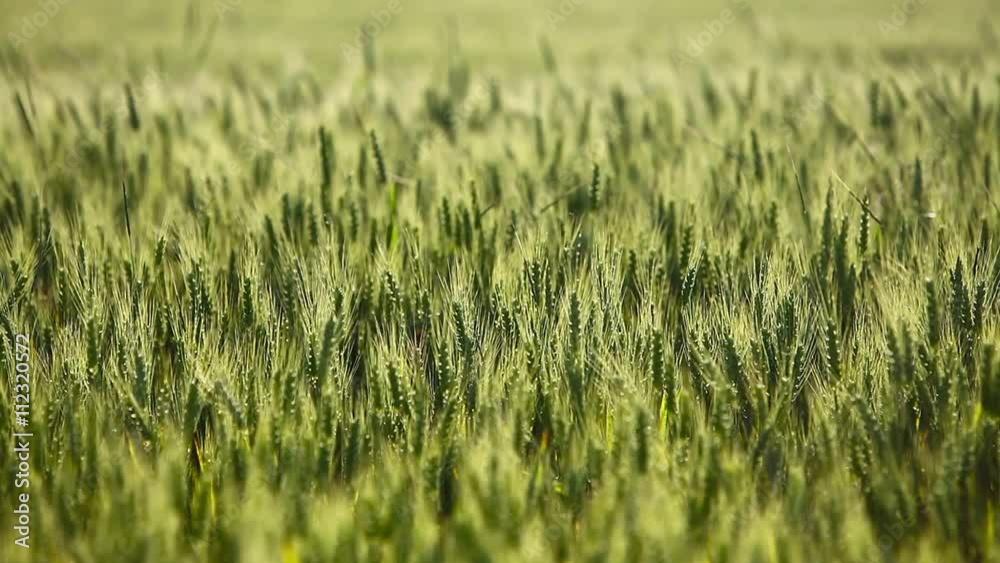 Color shot of a green field of wheat. Color shot of a green field of wheat.