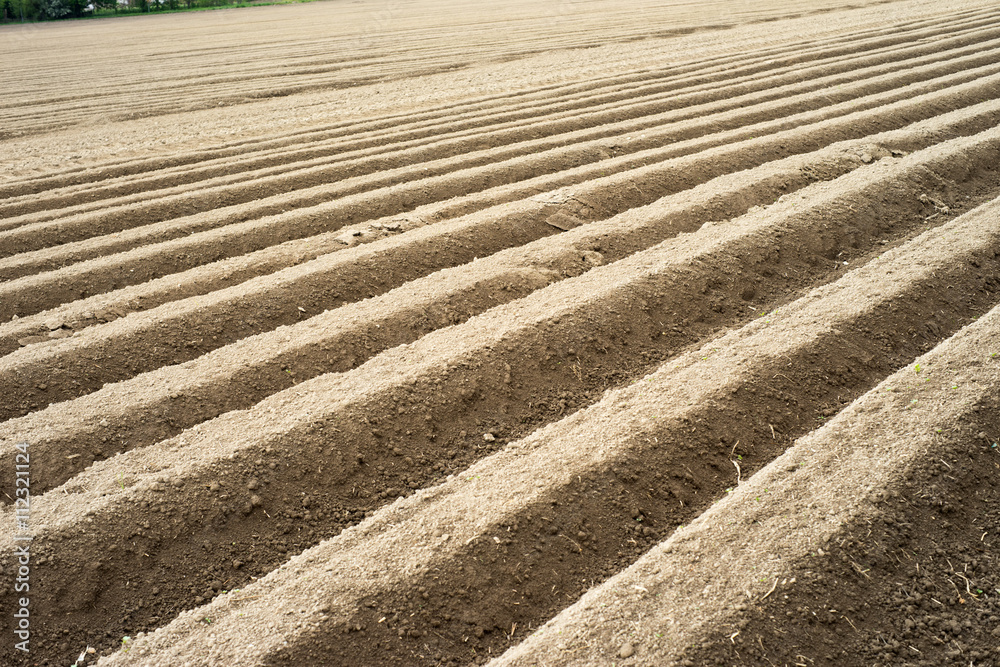 Growing potatoes / Growing potatoes in a field