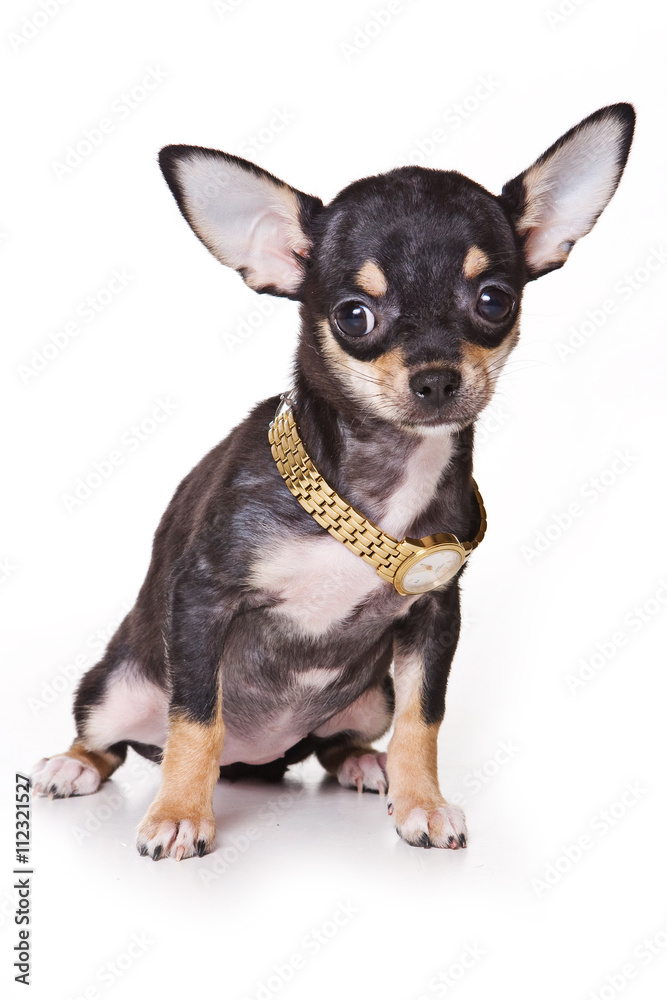 Black Chihuahua puppy and watch (isolated on white)