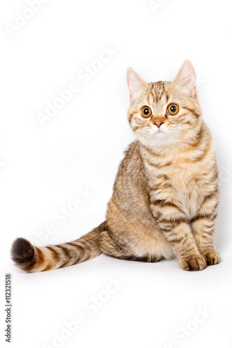 Fototapeta Naklejka Na Ścianę i Meble -  Striped red british cat (isolated on white)