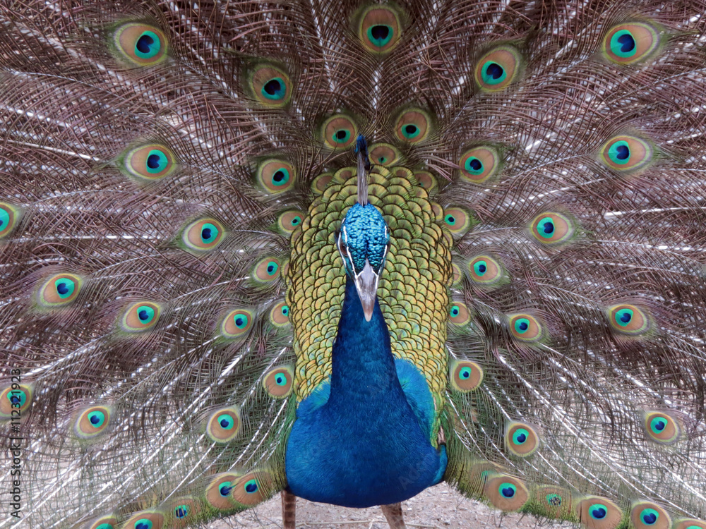 Obraz premium pavo real