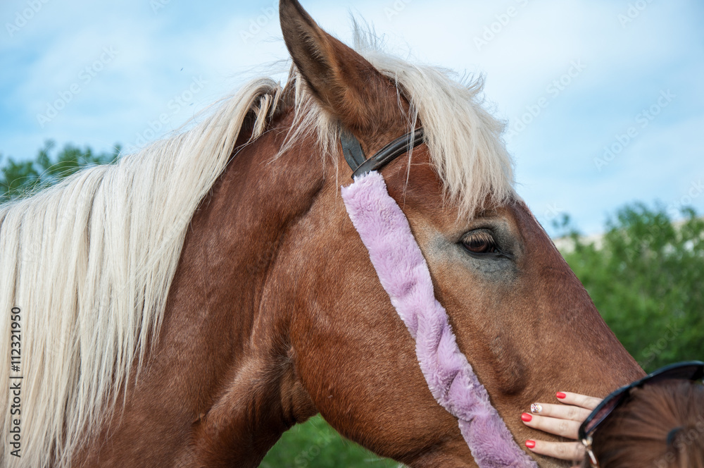Fototapeta premium Home horse outdoors