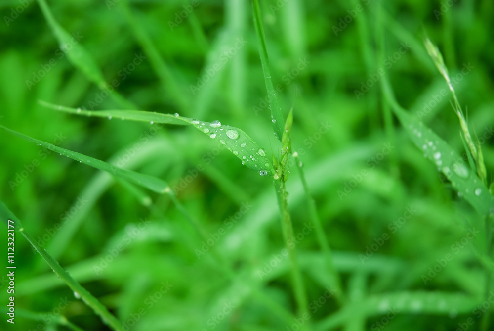 Green grass dew drop detail closeup macro leaf Green grass dew drop detail closeup macro leaf