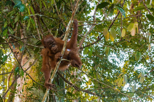 Young orangutan flexible playfully stood on the small tree at the time of the active games (Sumatra, Indonesia) © alekseev