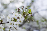 White cherry blossoms, sunshine, Macro