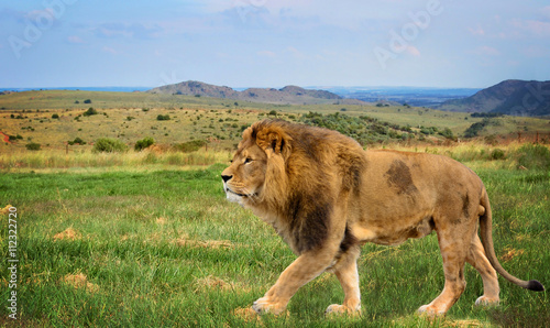 The beautiful lion in African savannah. Amazing landscape. 
