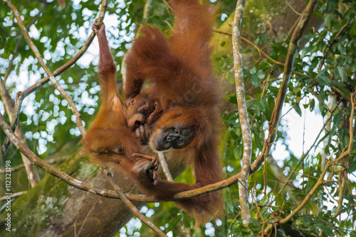 Adult orangutan (Pongo) and her child playing in the trees and the child opened his mouth (Sumatra, Indonesia)