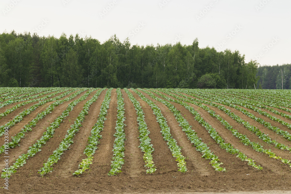 Plowed farm field