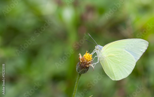 Butterfly collecting nectar from flower and insect pollinator in the nature