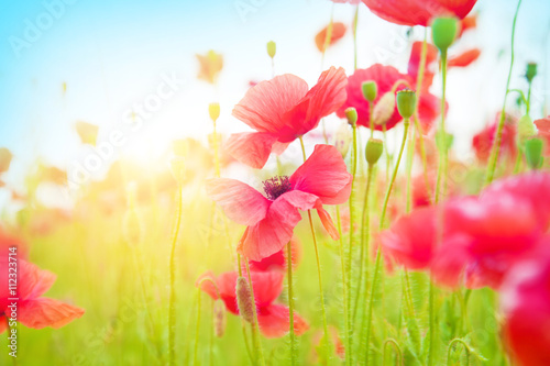 Gentle poppies in a field © murika