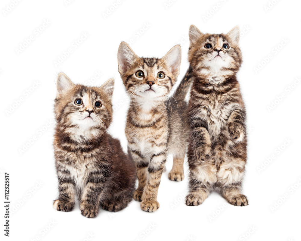 Three Curious Tabby Kittens Together on White Three Curious Tabby Kittens Together on White