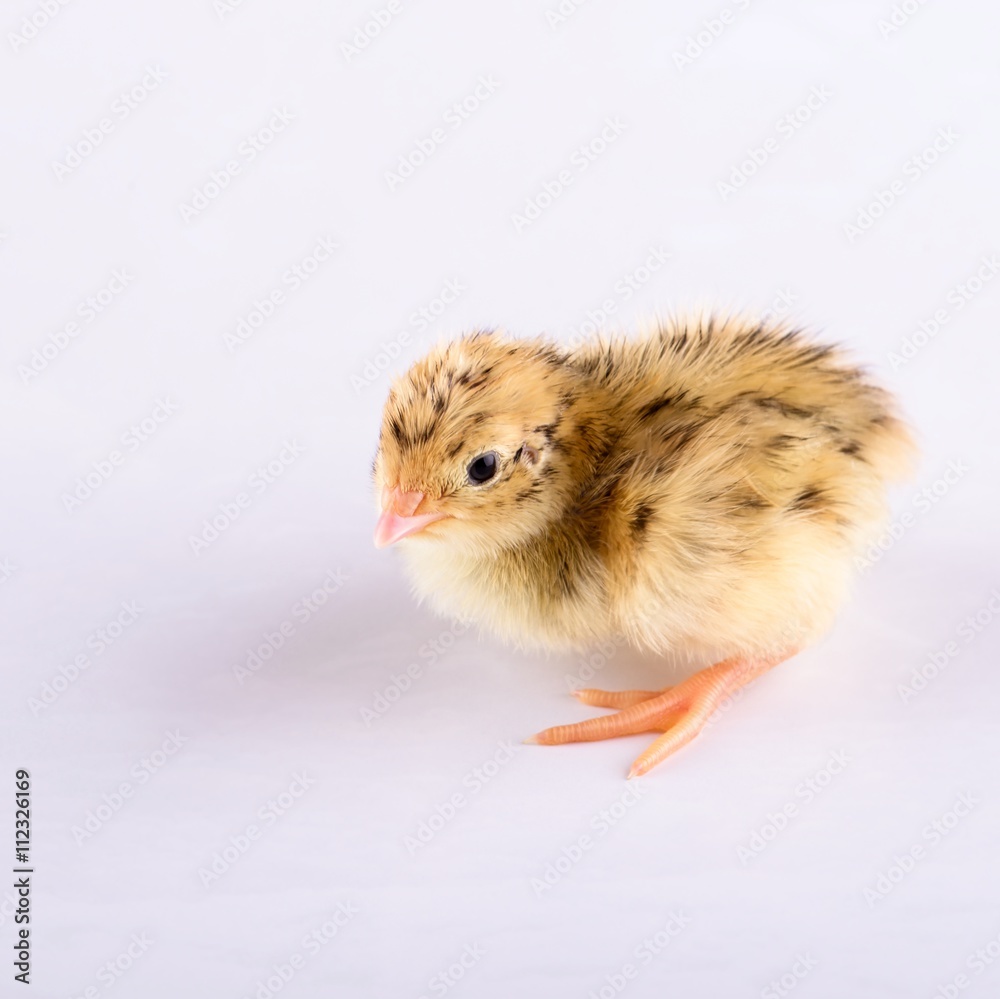 Obraz premium One day old gold quail on white board