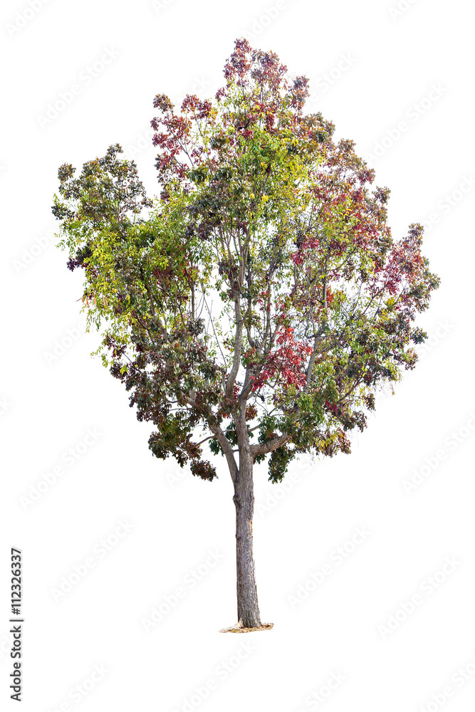 A big colorful tree isolated on white background