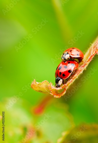 Two red copulating ladybugs on fresh spring leaf