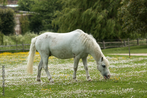 White horse, white flowers