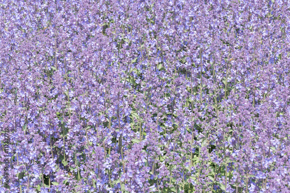 Fototapeta premium Nepeta cataria.