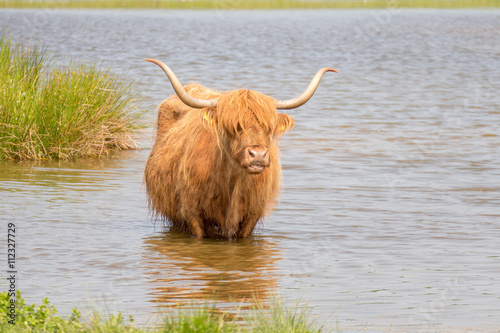 Scottish highlander. photo