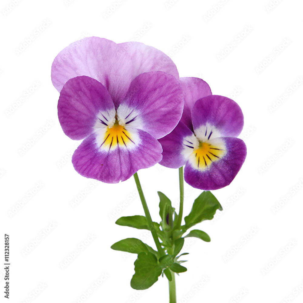 Fototapeta premium Kwiaty Viola cornuta