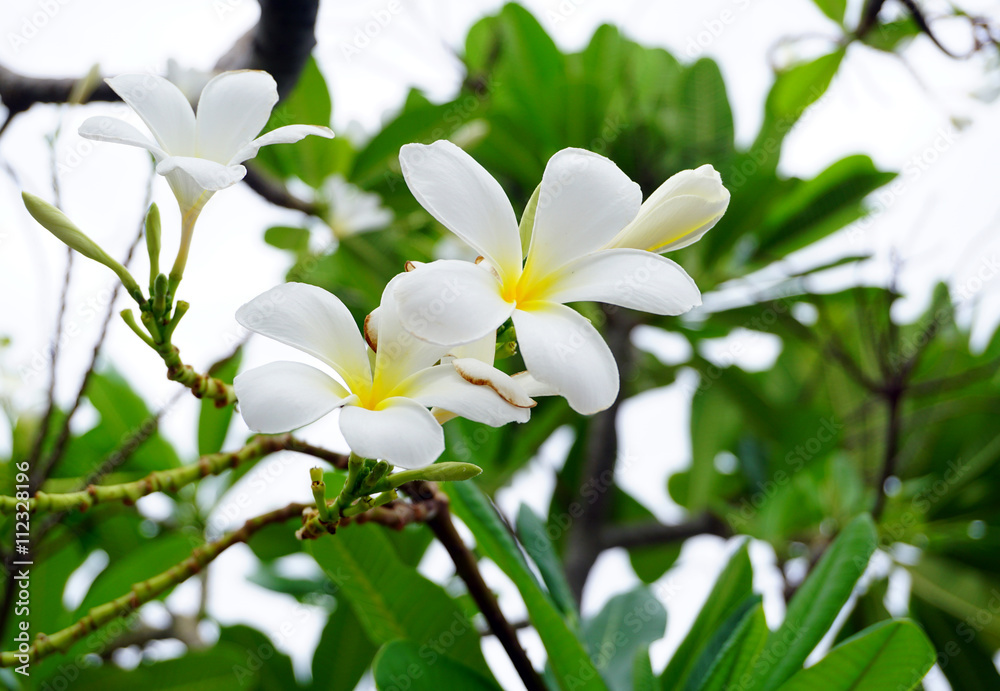 white and yellow plumeria frangipani flowers with leaves