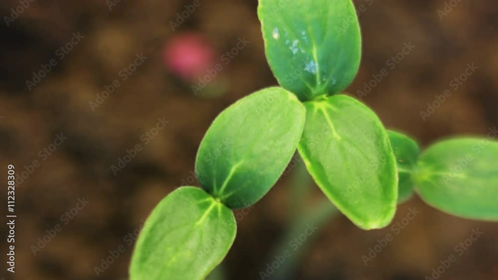 Small Cucumber Plants Growing Small Cucumber Plants Growing
