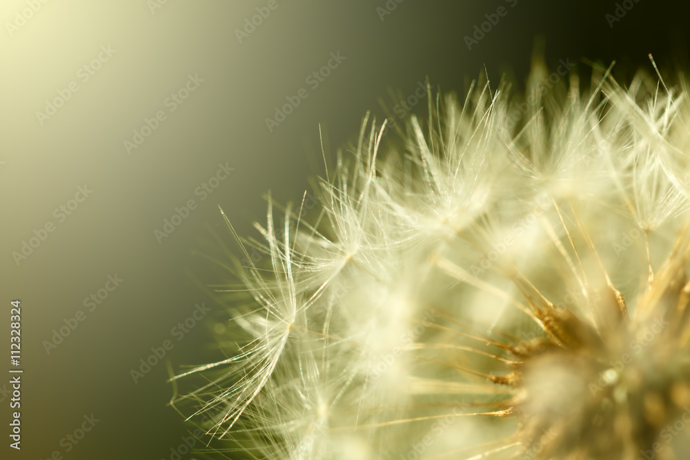 Fototapeta premium Dandelion macro