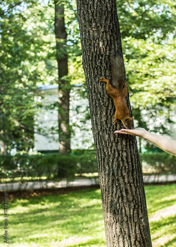 A person feeding with his hands redhead squirrel, which sits on a tree head down, on the background the thick foliage © koldunova