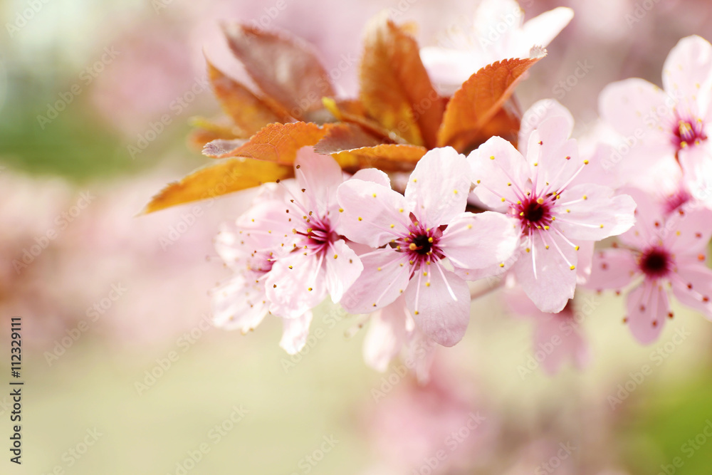 Blooming tree branches in spring, closeup Blooming tree branches in spring, closeup
