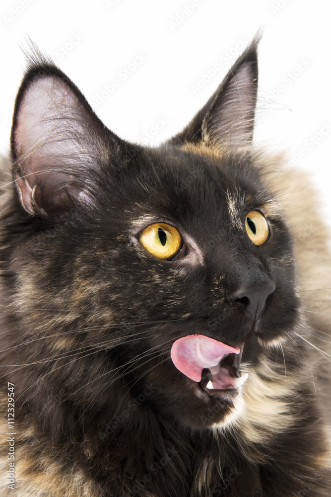 Muso di gatto maine coon che si lecca i baffi Stock Photo | Adobe Stock