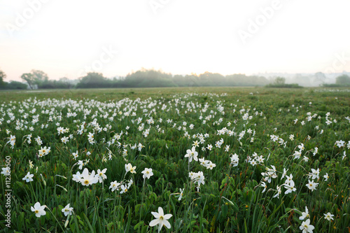 Fototapeta Naklejka Na Ścianę i Meble -  Beautiful narcissus flowers on meadow