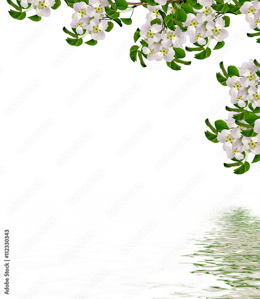 White pear flowers branch