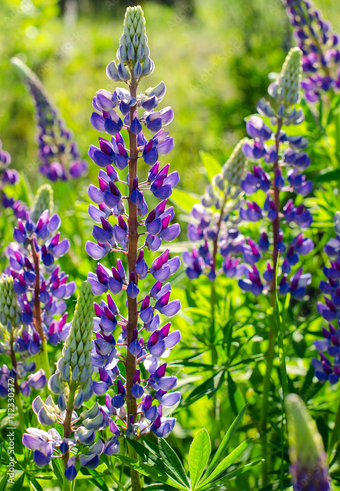 Lupine blooming on a background of green lawn Lupine blooming on a background of green lawn