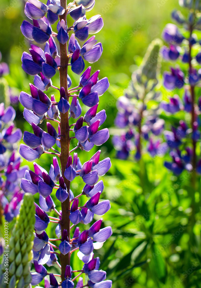 Obraz premium Lupine blooming on a background of green lawn