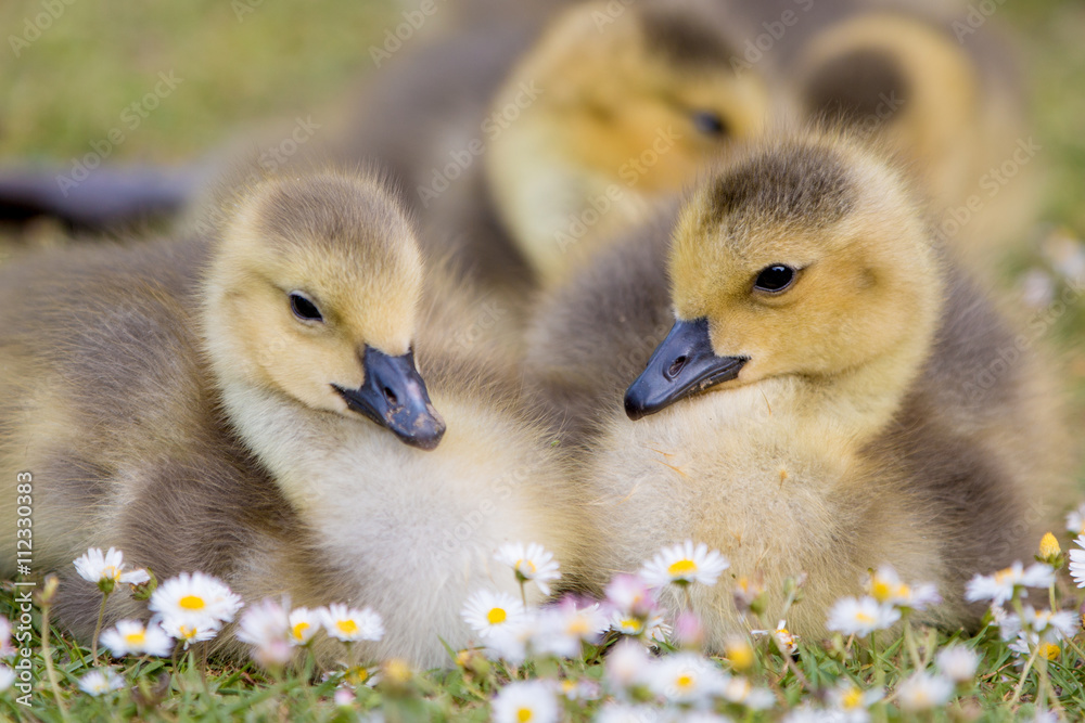 Kanadagans Kücken (Branta canadensis) Kanadagans Kücken (Branta canadensis)