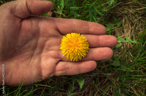 wild flower in the palm of your hand.