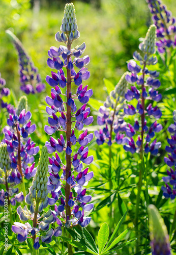 Lupine blooming on a background of green lawn