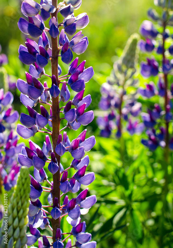 Lupine blooming on a background of green lawn