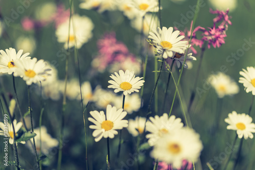 Fototapeta Naklejka Na Ścianę i Meble -  Daisy flowers with beautiful colors