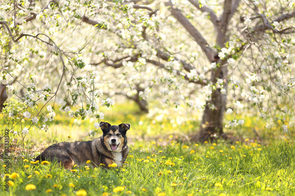 German Shepherd Mix Dog Laying in Flower Meadow at Apple Orchard