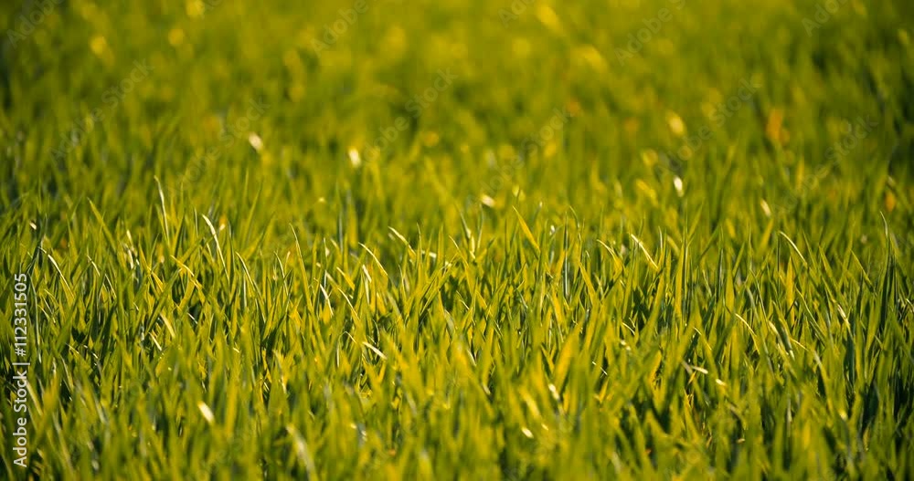 Cultivated field of young green wheat in the morning. Cultivated field of young green wheat in the morning.