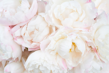 Papier peint photo Pivoines Composition florale délicate fond clair  © Konstantin Gushcha
