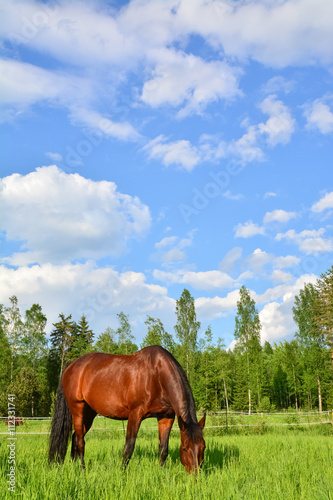 Fototapeta Naklejka Na Ścianę i Meble -  Brown horse grazing on green meadow