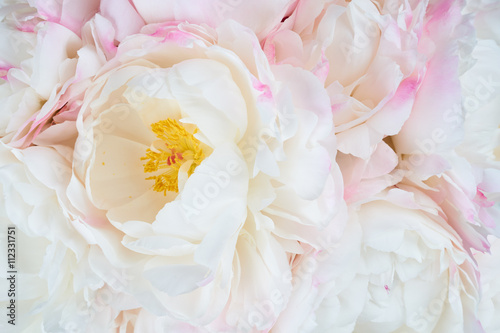 Fototapeta Naklejka Na Ścianę i Meble -  Beautiful floral background