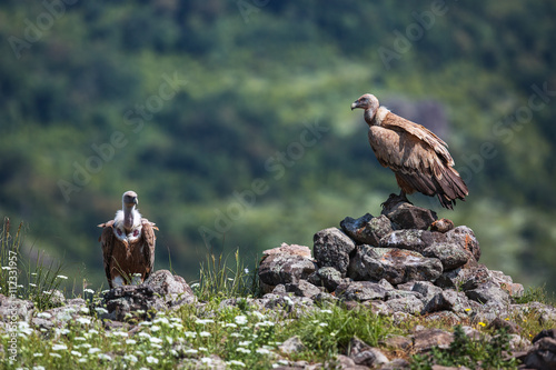 Griffon Vulture in a detailed portrait, standing on a rock overs