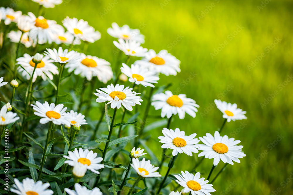 Daisies in the garden Daisies in the garden