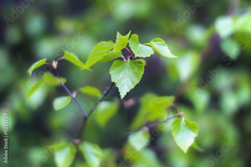 Zielona gałązka z liśćmi