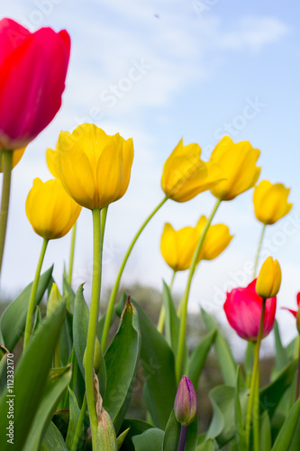 tulips garden with blue sky