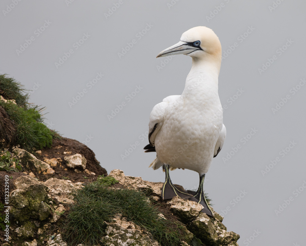 Northern Gannet (Morus bassanus) Sitting on Rock