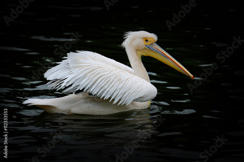 pélican oiseau bec poisson aile plume blanc long gros étang © shocky