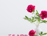 peonies in vase on white background