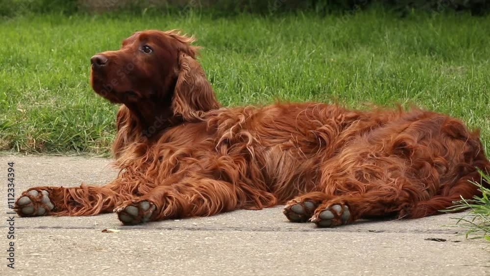 Cute Irish Setter dog relaxing and looking Cute Irish Setter dog relaxing and looking